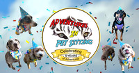 Pet Portraits - Adventures In Pet Sitting 5 year anniversary celebration